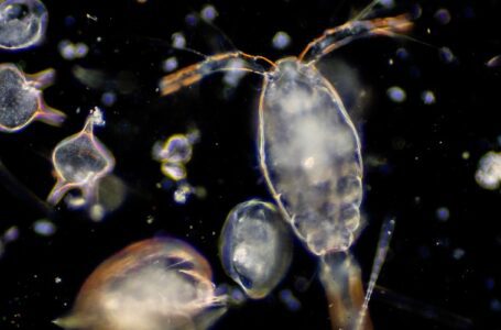 El plancton puede haber escapado de la ‘supervivencia del más apto’