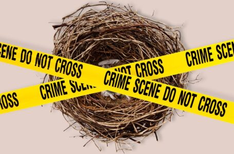 Ningún pájaro quiere vivir en un nido asesino