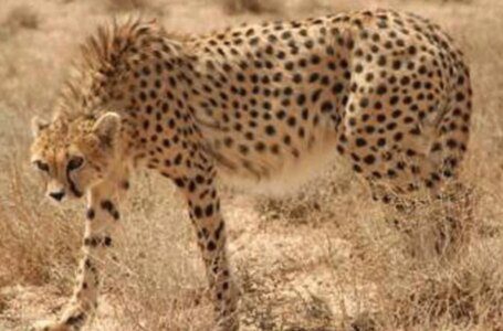 Irán dice que sólo quedan 12 guepardos asiáticos en el país