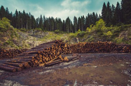 Llamadas de última hora para retrasar la ley de deforestación de la UE