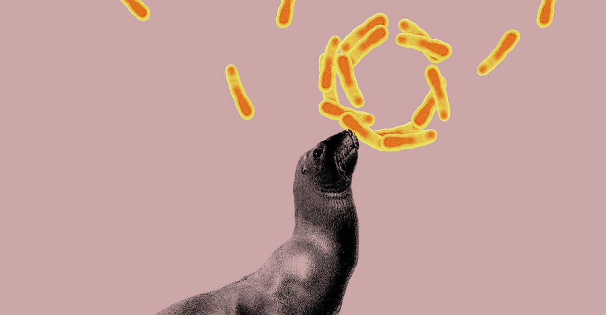La tuberculosis llegó a Sudamérica a través de… ¿focas?