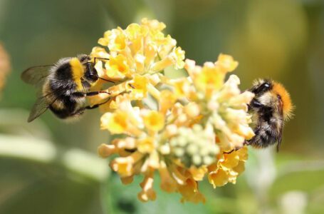 Lo que Europa aún debe hacer para salvar a sus abejas