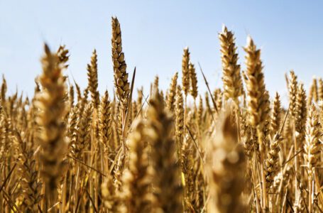Las mentiras de Big Agri: la agricultura ecológica de la UE no es la culpable de la inseguridad alimentaria