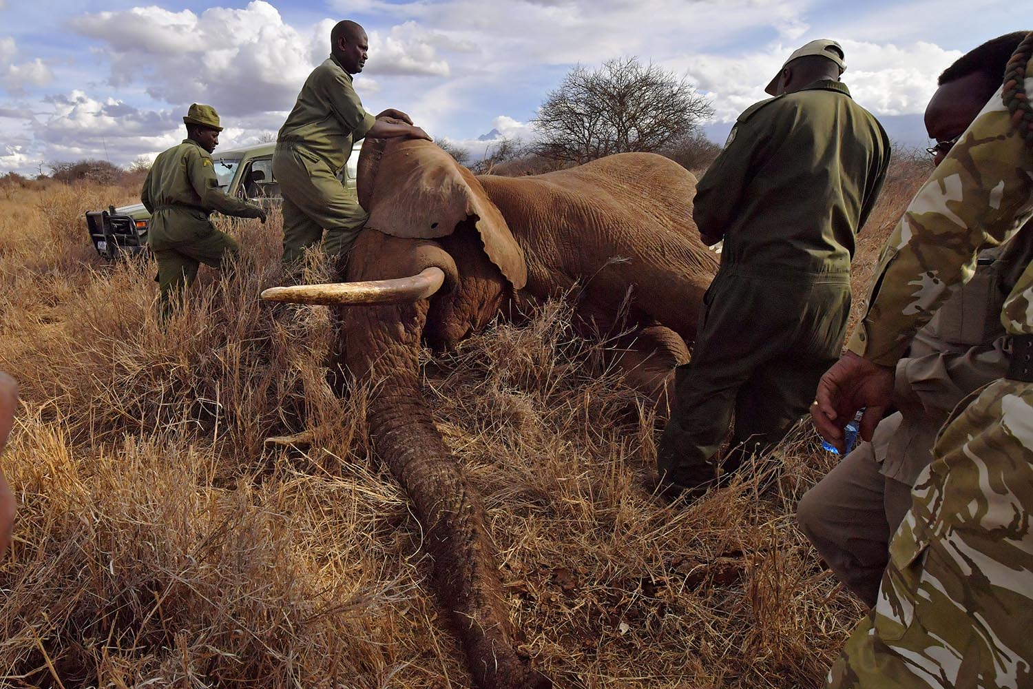 Veterinarios y guardabosques atienden a un elefante sedado en el exterior del Parque Nacional de Amboseli en Kenia el 2 de noviembre de 2016. El Fondo Internacional para el Bienestar de los Animales colocó un collar a dos jóvenes elefantes machos de la región de Amboseli para comprender mejor sus rutas migratorias y cómo se han visto afectados por el aumento de las poblaciones.