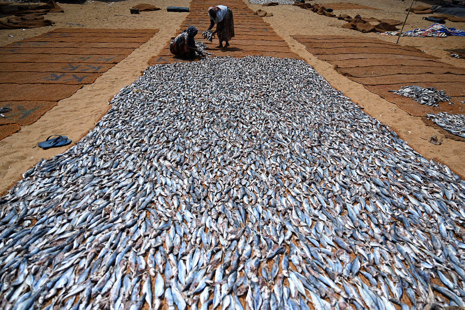 Trabajadores procesan pilas de pescado salado en un puerto de Sri Lanka.