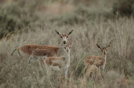 Gestión medioambiental en el Cáucaso