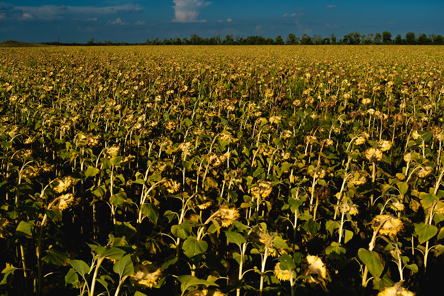 Campos de girasoles cerca de Nikopol, Ucrania.