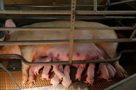 Big-Agri está presionando para que haya vacíos legales para mantener la cría de animales en jaulas