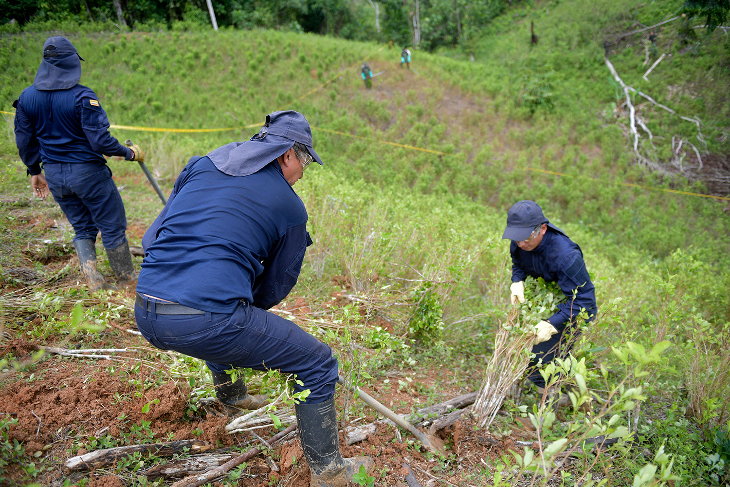 Los hombres sacan las plantas de coca de la tierra.