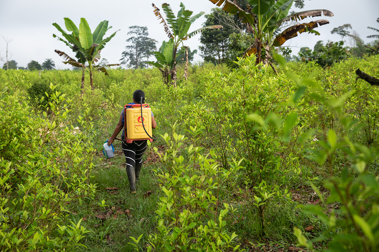 Un agricultor fumiga campos de coca en Colombia.