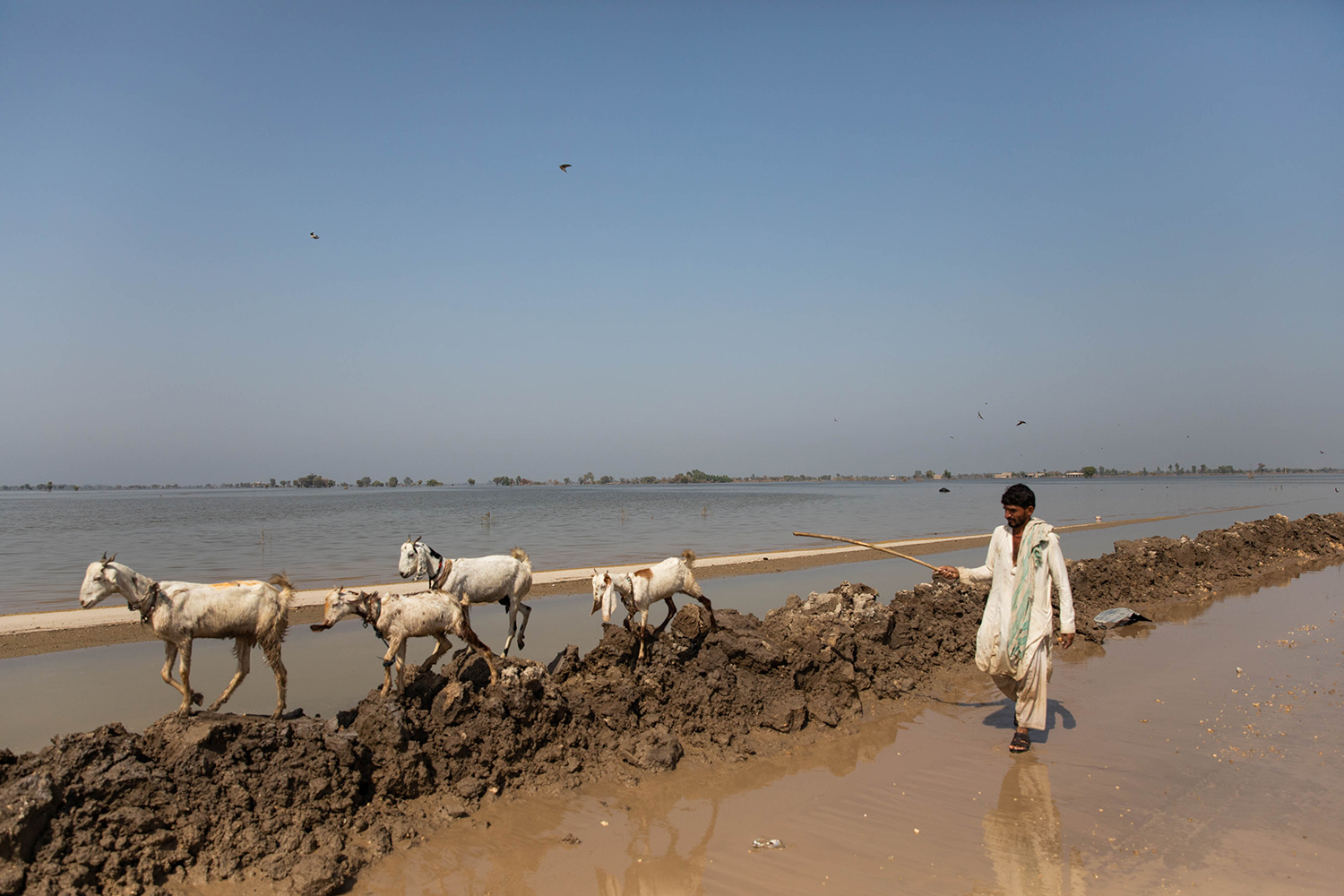 Un hombre conduce cabras a lo largo de una inundación en Pakistán.