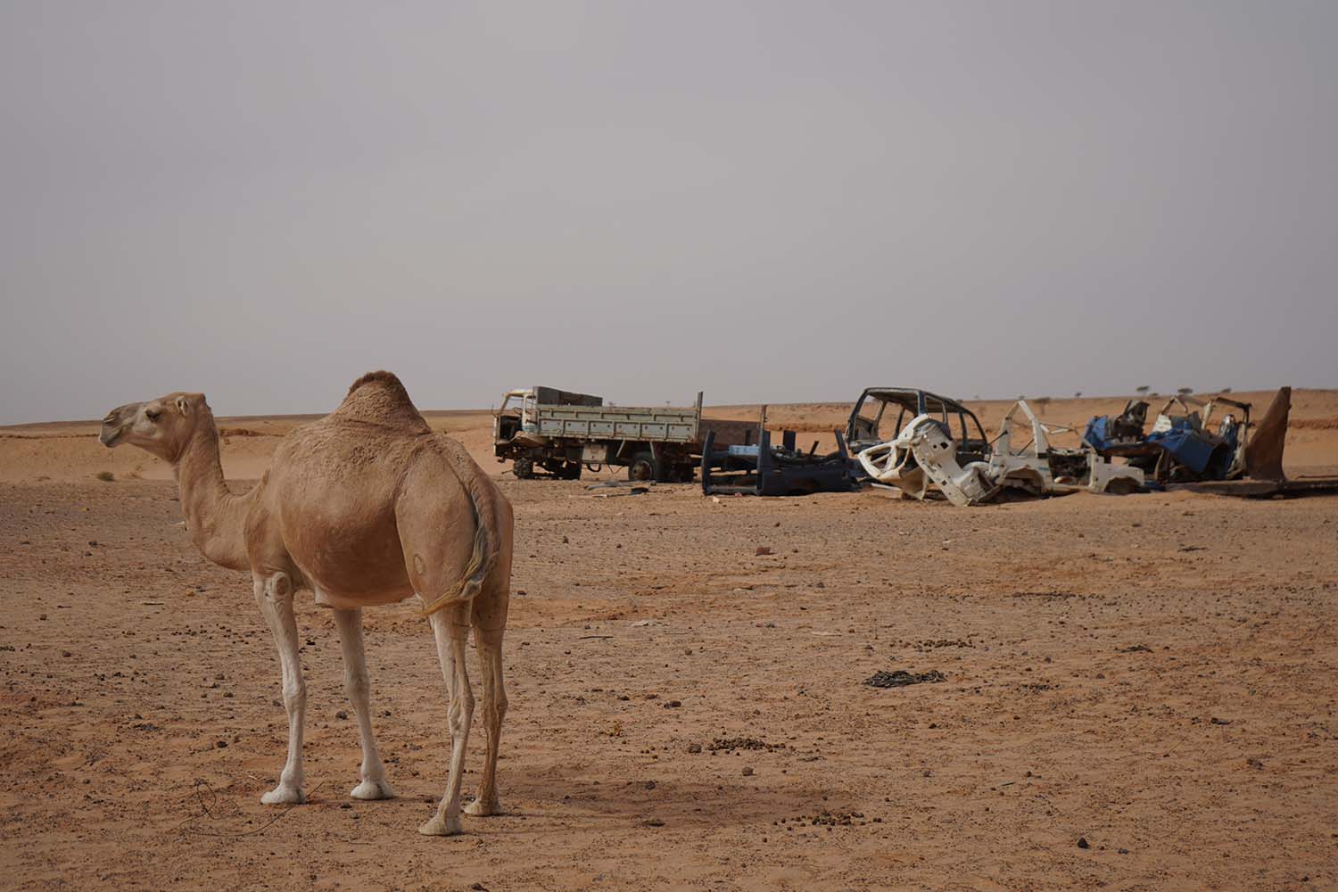 Un camello junto a un montón de coches oxidados cerca de la única carretera asfaltada que atraviesa el rocoso desierto argelino y que une el campamento de Auserd con otros cuatro campamentos de refugiados saharauis el 15 de octubre.