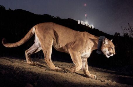 P-22, león de montaña de la celebridad de L.A., eutanasiado debido a heridas graves