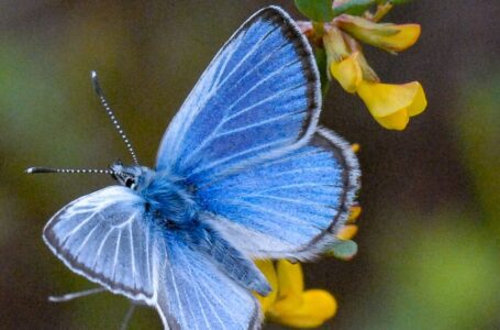Cómo ver y ayudar a las pequeñas mariposas azules de Los Ángeles