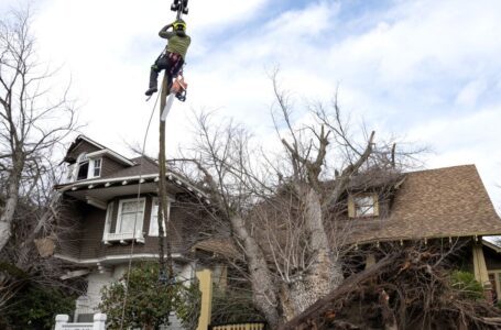 ¿Quién paga los daños causados por la caída de árboles y ramas?