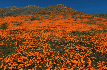 Cómo encontrar las flores silvestres en flor del sur de California