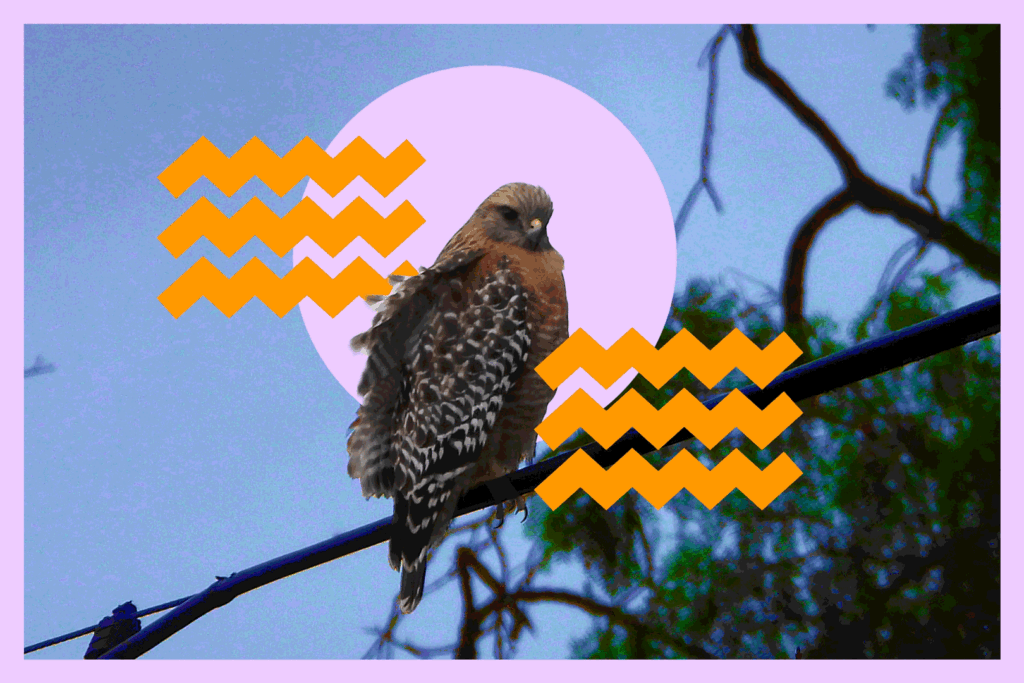 Diríjase al Parque Griffith para observar las fascinantes aves rapaces de L.A.